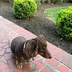 Meet your Posher, Peggy